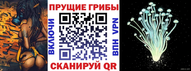 блэк спрут как зайти  Медвежьегорск  Галлюциногенные грибы Psilocybe 